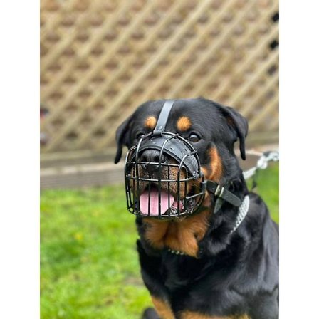 Stark metalltrådsnoskorg Korg Hundnoskorg Rottweiler, Mastiff Golden Retriever och andra (R1, svart/svart läder)