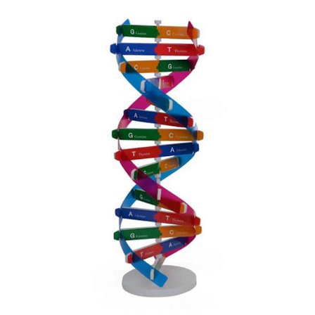 Realistisk menneskelig DNA-model puslespil blok videnskab STEM legetøj studerende biologi legetøj
