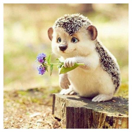 Full 5d Diy Diamond Painting Cross Stitch Söt Little Hedgehog Rh Som På Bilden 1 45x45cm