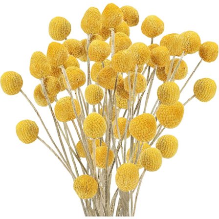 luonnolliset kuivatut kukat, Craspedia Billy Balls, Billy Buttons, keltainen