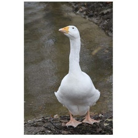 Kevin Milner Gås Landsbygd Grattiskort One Size Vit/Br