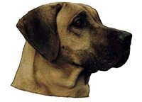 Rhodesian ridgeback - klistremerker