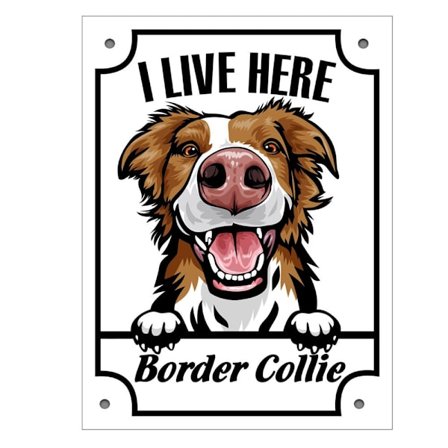 Ruskea Border Collie -metallikoristekyltti ovelle tai portille - kurkkii