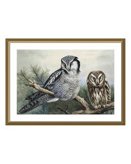 Broderipakke Bilde Ugler - Nova Sloboda