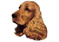 Cocker spaniel rød - klistremerker