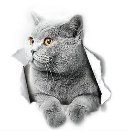 British Shorthair Kat Vægdekorationer British Shorthair Kat Toilet Sticker 3D Kat Bilrude og Kofanger Sticker 2 stk