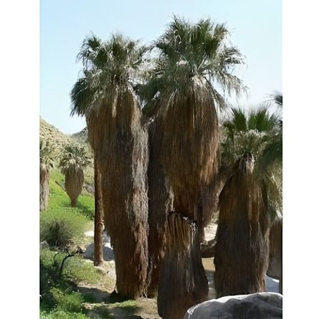 Washingtonia filifera kalifornisk palm 50 gr...