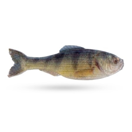 6th Sense Panorama 3,5'' 8,8cm (6-Pack) - Live Yellow Perch DC