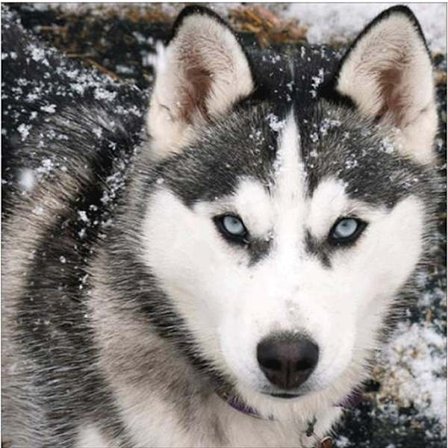 Diamantmaleri Firkantede perler 50x50 cm 5D DIY Animal Wolf