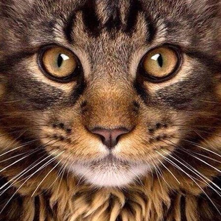 #Söt katt närbild (30 * 40 1 st) Diamantmålning#