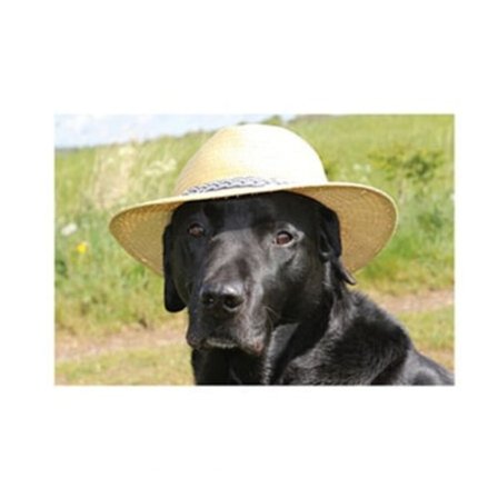 Kevin Milner Posh Lab Gratulationskort En Storlek Flerfärgad