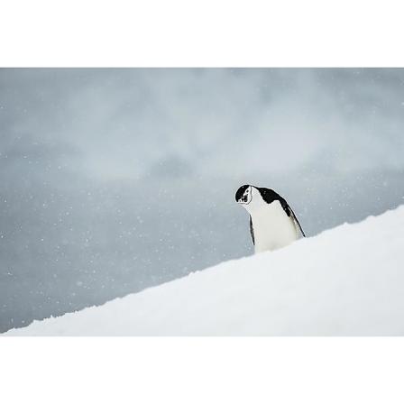 Kinestrømskildpadde (Pygoscelis antarctica) med hovedet på skrå; Half Moon Island, Syd Shetlandsøerne, Antarktis Poster | |