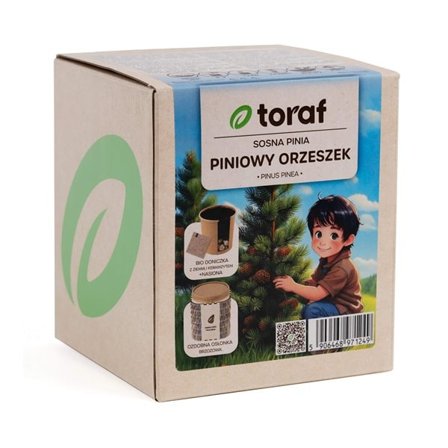 Männyn siemeniä ja kasvatusastia - Kasvata oma Välimeren puu