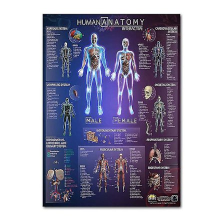 Muskulært og skjelettsystem anatomisk plakat - Menneskelig skjelett og muskelanatomi - Enkeltsidet 19" X 27"(9)