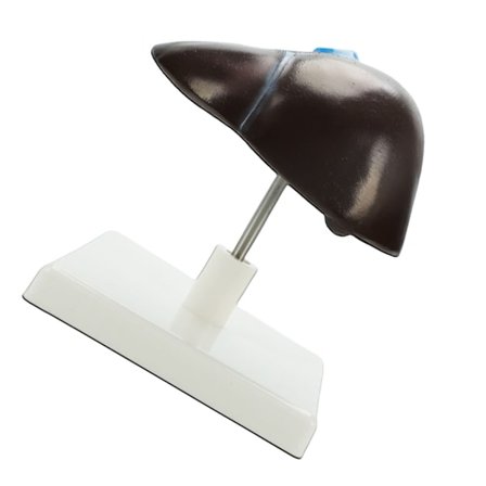 Anatomisk modell av menneskelig lever i naturlig størrelse, realistisk modell av leverstruktur for demonstrasjon i klasserom