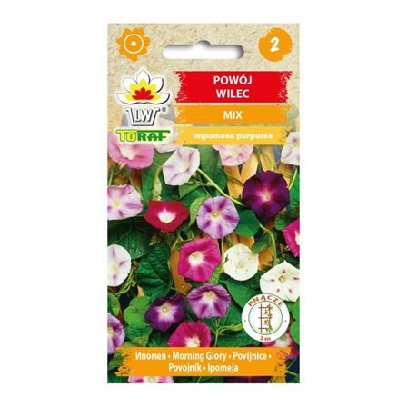 Morning Glory purple coneflower seed - hurtigtvoksende klatreplante med store blomster