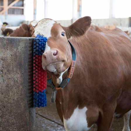 Kerbl Koborste 50 cm 293100