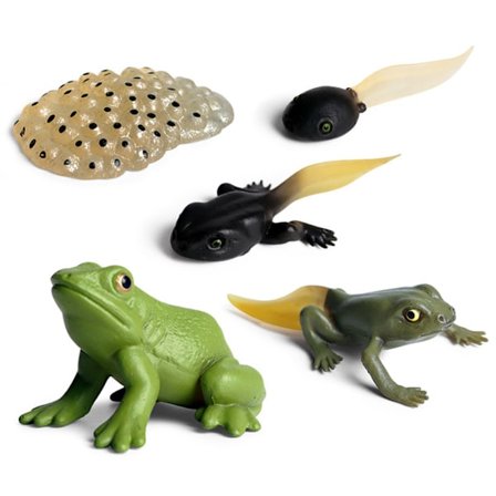 Simuloitu eläinmalli Lapset Mini Eläin Kukko Muurahainen Sammakko Kilpikonna Hyttysen Kasvusykli PVC Toimintahahmot Nukke Lelut Lapsille