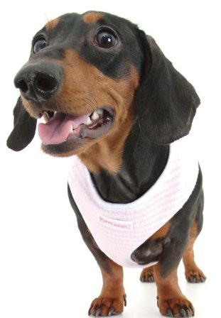 Puppy Angel - Warm Stripe Body Sele Rosa