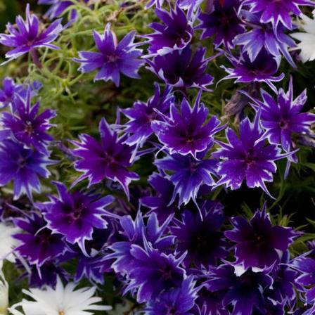 Phlox "popstars Deep Blue" F1 7 Frö