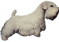 Sealyham terrier - klistremerker