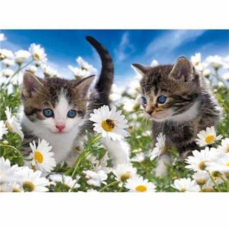 5D timanttimaalaus päivänkakkara kissanpentu olohuoneen sisustusmaalaus täynnä timantteja lasten timanttimaalaus ristipistokoristemaalaus (30 * 40)