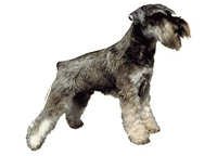 Dvergschnauzer stående - klistremerker