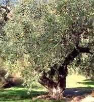 TSA Olea Europea 50ml