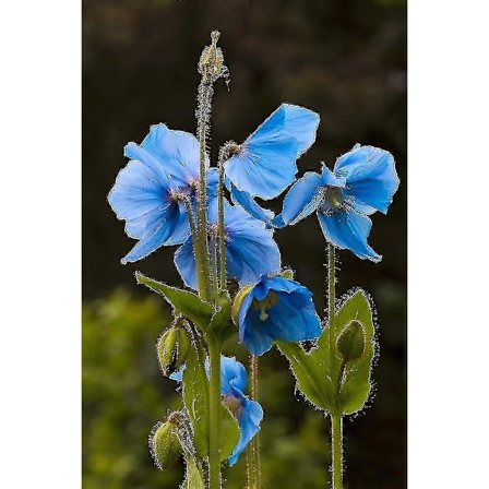 Blå valmuer i blomst i Kodiak, Alaska hageplakat
