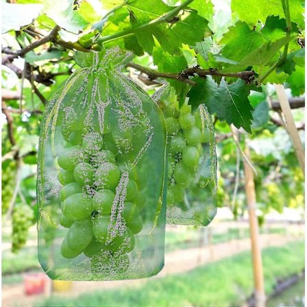 100 styk Druesikringspose, størrelse: 30 x 20 cm, farve: grøn, med snor, giver total beskyttelse mod hvepse, fugle, Materiale: Organza -Sy