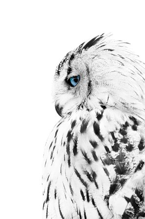 Malerifabrikken - Poster White owl - Hvid - Posters - Fra Homeroom