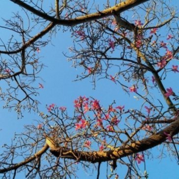 Temple city Refrigerator