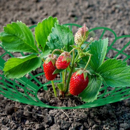 Jordbærholder i sæt