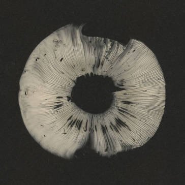 Cycles ii (20th anniversary sampler) AA.VV. Artisti Vari