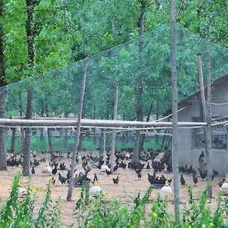 Kraftigt Anti Fuglenet Havehegn Og Afgrøder Beskyttende Hegn Mesh Anti Fugl Hjort Kat Hund Kylling Net Fiskenet