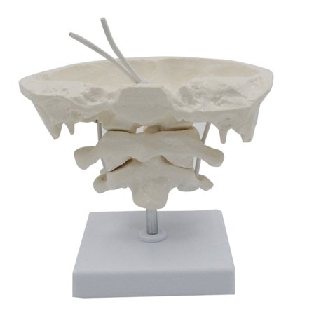 Takaraivoluun malli, luonnolliset tekstuurit, ihmisen tutkimusnäyttö, opetusesimerkki, luonnollinen koko, yksityiskohdat lääketieteeseen