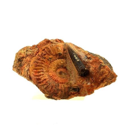 Stenar och mineraler. Fossil Grammoceras Penestriatulum + Belemnit. 1567,0 cent. (6 cm) Belmont-d'Azergues, Rhône, Frankrike.