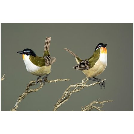 Fågel Konstgjord Stick - Divine