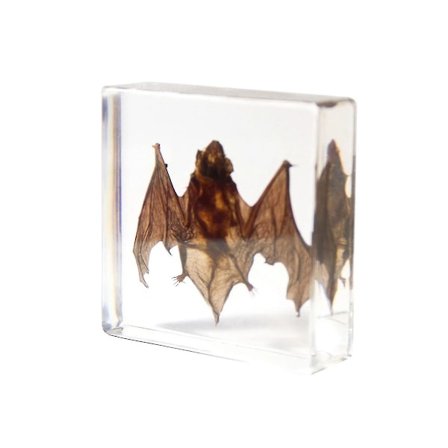 Udstoppede Flagermus, Flagermusprøver Dyreprøve I Harpiks Til Videnskabsklasse Videnskabspædagogik, Grea