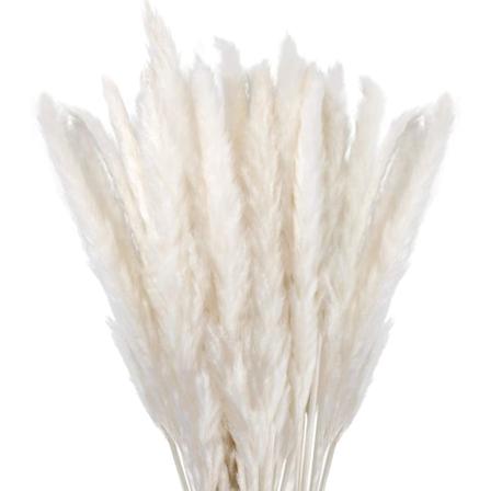 Tørket Pampasgress Dekorasjon Sett med 30, Pampas Blomst for Deko Stue, Soverom, Interiør, Hus, Kjøkken, Hjem, Balkong (Vase Ikke Inkludert)