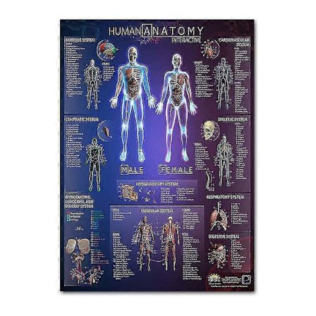 Anatomiplakat af muskel- og skeletsystemet - Menneskelig knogle- og muskelanatomi - Enkelt side 48 cm X 69 cm (9)