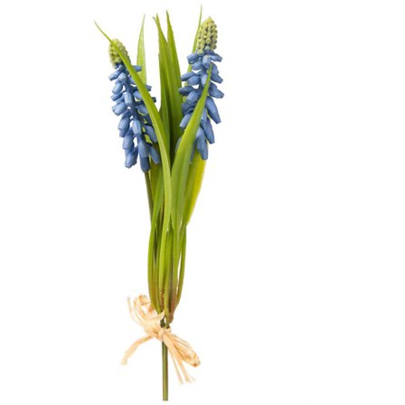 Pärlhyacint Blå - Knippe/Bunt 20 cm