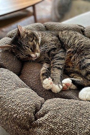 Jotex - Legowisko Dla Psa/kota Brown - OBI - Kup Legowisko dla psa/kota firmy Jotex