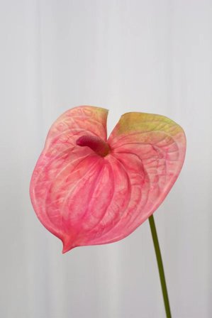 Specktrum Kunstig Blomst Flamingoblomst H59