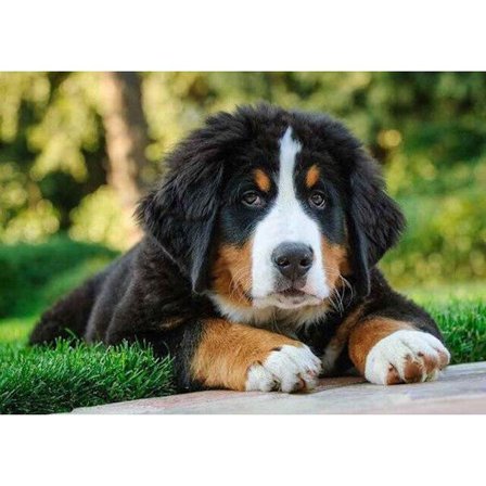 30 x 40 cm, Koira timanttimaalaus Kirjonta Timanttimaalaus Canv