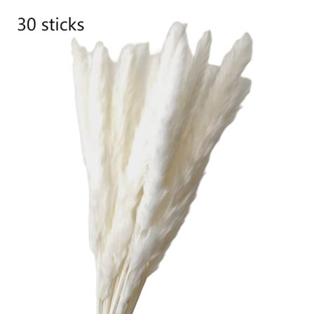 Naturlig pampasgräs torkat, fluffigt och böljande torkade blommor