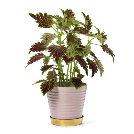 In Flore Lena Blomkruka Och Fat Krukor & vaser Rosa 17 cm