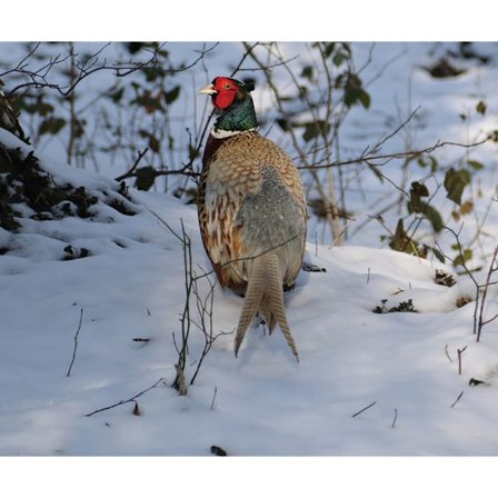 Kevin Milner Fasan i snön Jul-kort En storlek Flerfärgad