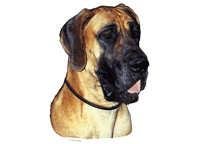 Grand danois fawn - klistremerker