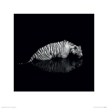 Tiger - Into the Dark II